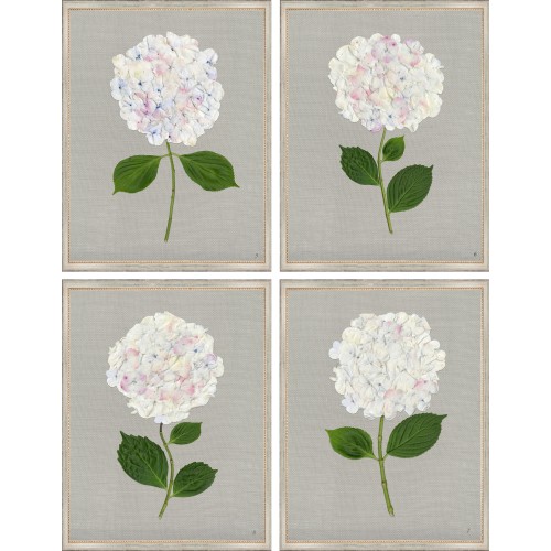 TLC- WHITE HYDRANGEAS 5-8